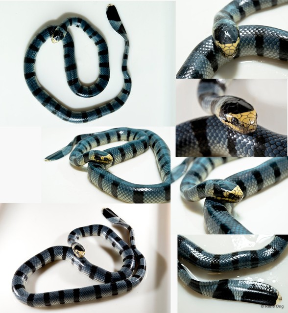 Laticauda colubrina