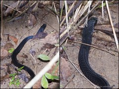 Naja sumatrana