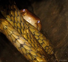 Ophiophagus bungarus