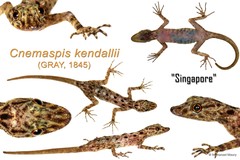 Cnemaspis peninsularis