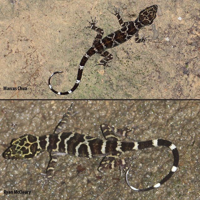 Cyrtodactylus consobrinus • © Marcus Chua Aik Hwee • All Rights Reserved