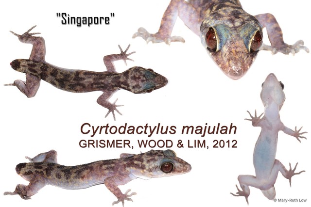 Cyrtodactylus majulah • © Mary-Ruth Low • All Rights Reserved