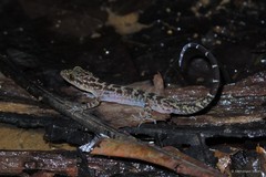 Cyrtodactylus majulah • © Nathanael Maury • All Rights Reserved