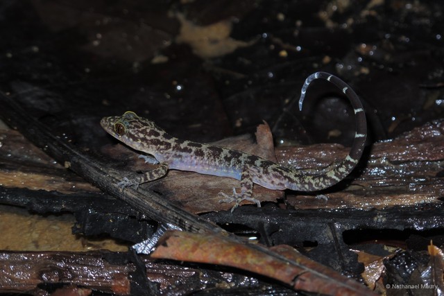 Cyrtodactylus majulah