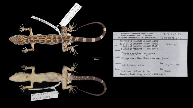 Cyrtodactylus majulah