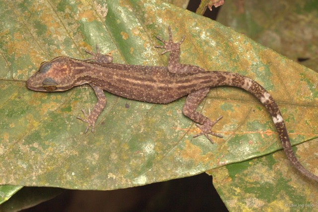 Cyrtodactylus quadrivirgatus • © Law Ing Sind • All Rights Reserved