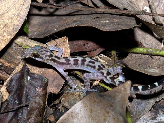 Cyrtodactylus semenanjungensis • © Nick Baker • All Rights Reserved