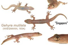 Gehyra mutilata