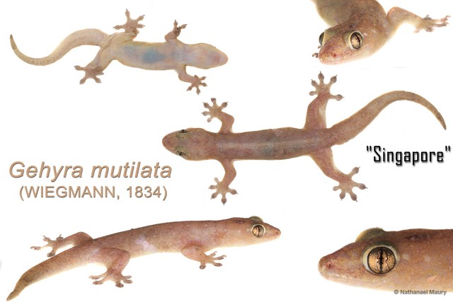 Gehyra mutilata • © Nathanael Maury • All Rights Reserved
