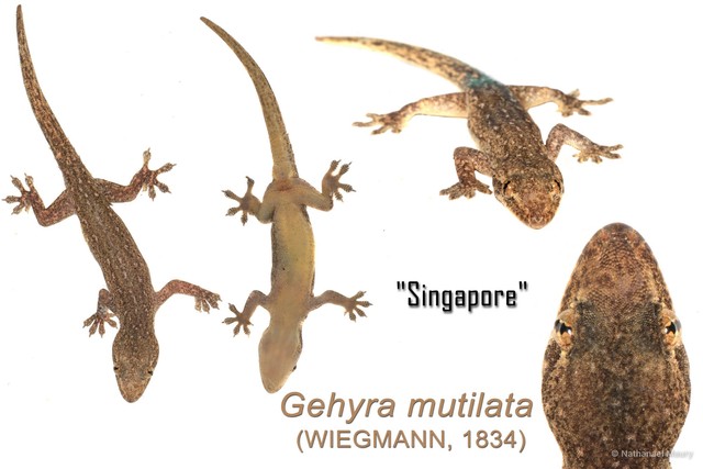 Gehyra mutilata