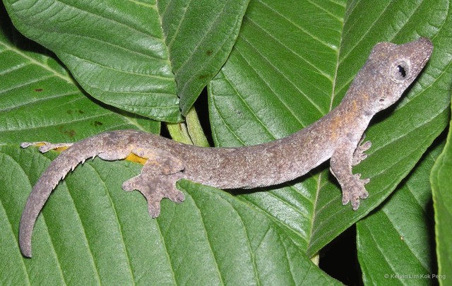 Gekko browni • © Kelvin Lim Kok Peng • All Rights Reserved