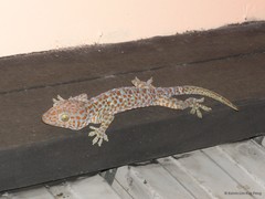 Gekko (Gekko) gecko • © Kelvin Lim Kok Peng • All Rights Reserved