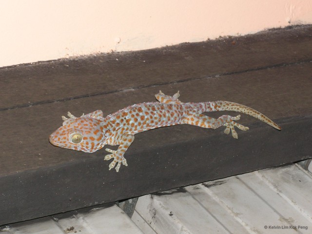 Gekko (Gekko) gecko • © Kelvin Lim Kok Peng • All Rights Reserved