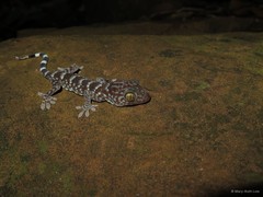 Gekko (Gekko) gecko • © Mary-Ruth Low • All Rights Reserved