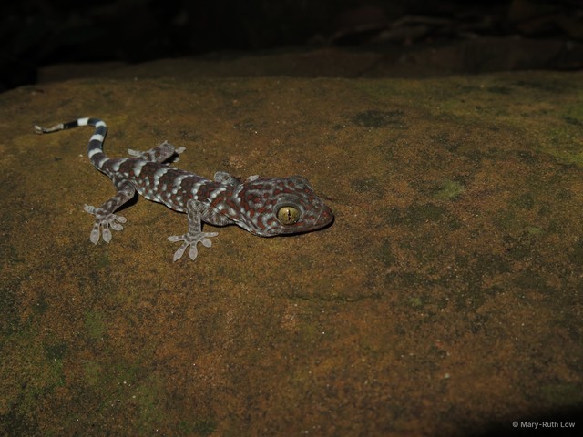 Gekko (Gekko) gecko