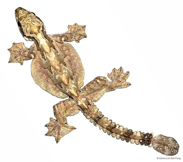 Gekko (Ptychozoon) kuhli • © Kelvin Lim Kok Peng • All Rights Reserved