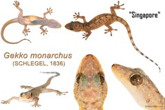 Gekko monarchus