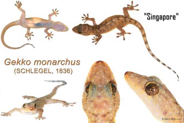 Gekko monarchus • © Mary-Ruth Low • All Rights Reserved