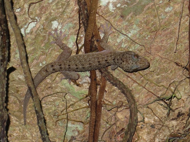 Gekko monarchus