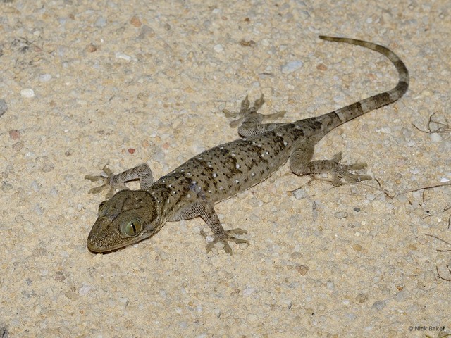 Gekko (Gekko) smithii • © Nick Baker • All Rights Reserved