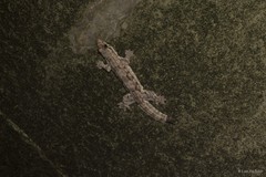 Hemidactylus craspedotus Mocquard, 1890