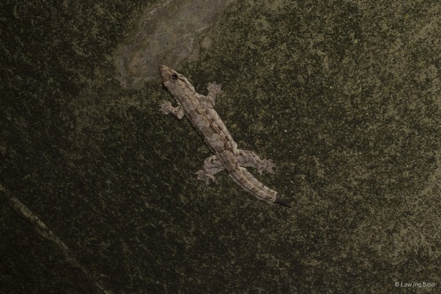 Hemidactylus craspedotus • © Law Ing Sind • All Rights Reserved
