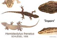 Hemidactylus frenatus