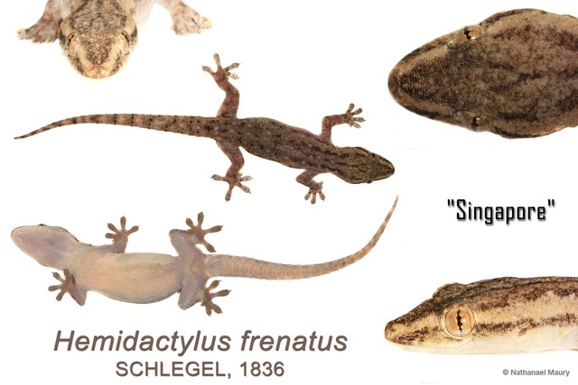Hemidactylus frenatus • © Nathanael Maury • All Rights Reserved