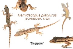 Hemidactylus platyurus
