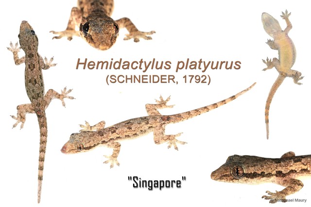 Hemidactylus platyurus • © Nathanael Maury • All Rights Reserved