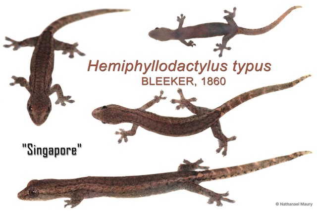 Hemiphyllodactylus typus • © Nathanael Maury • All Rights Reserved