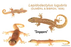 Lepidodactylus lugubris