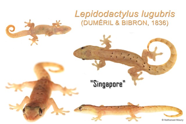 Lepidodactylus lugubris • © Nathanael Maury • All Rights Reserved