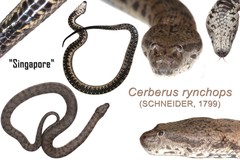 Cerberus schneiderii • © Nathanael Maury • All Rights Reserved