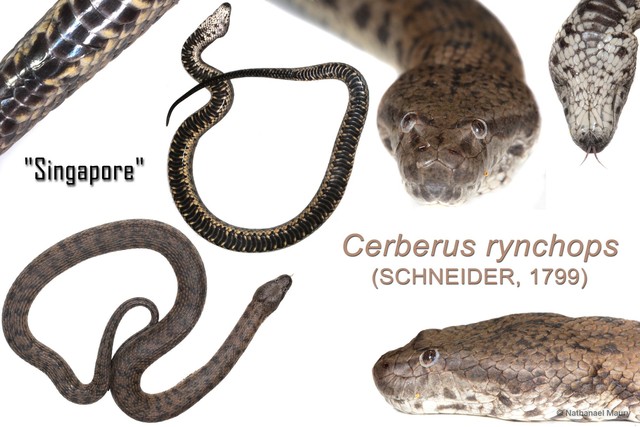 Cerberus schneiderii
