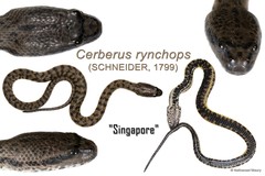 Cerberus schneiderii • © Nathanael Maury • All Rights Reserved