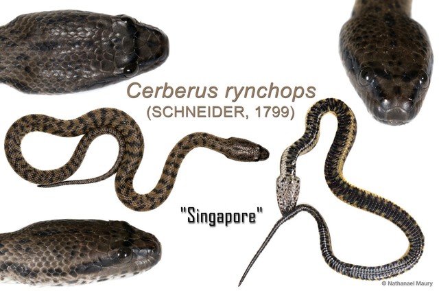 Cerberus schneiderii