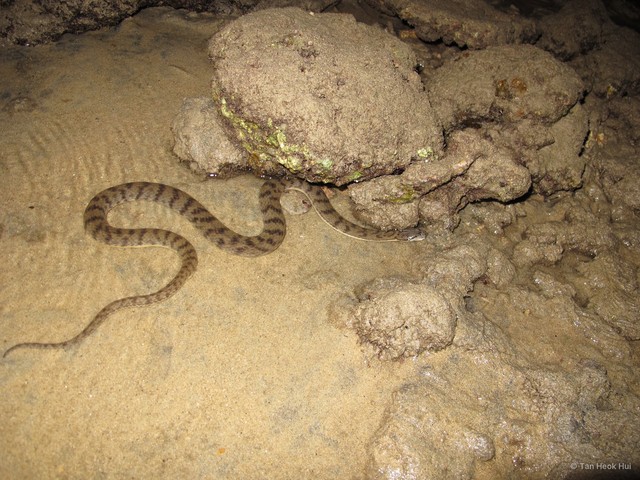 Cerberus schneiderii
