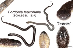Fordonia leucobalia (Schlegel, 1837)