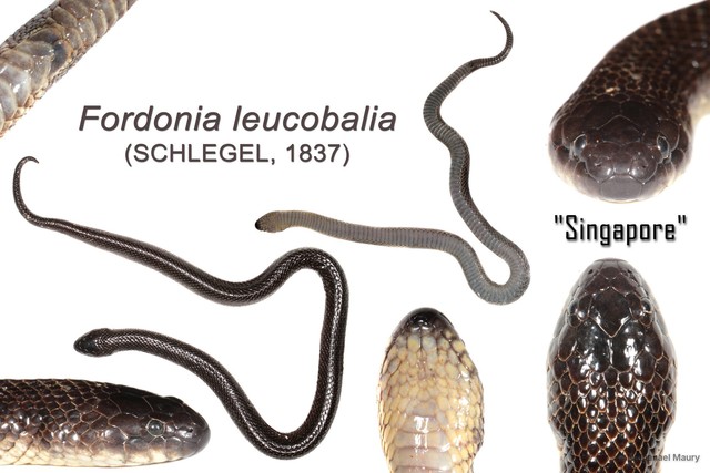 Fordonia leucobalia • © Nathanael Maury • All Rights Reserved