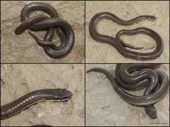 Gerarda prevostiana