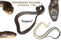 Homalopsis buccata