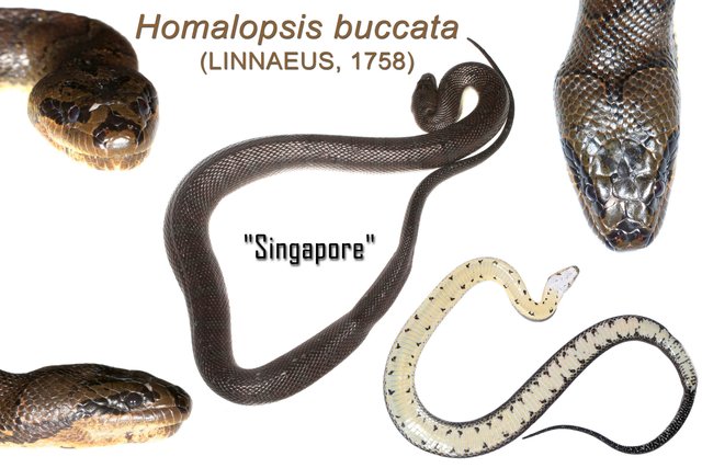 Homalopsis buccata • © Kenneth Chin • All Rights Reserved