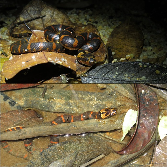 Homalopsis buccata