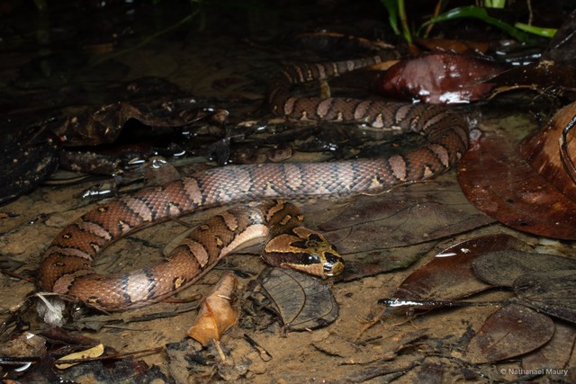 Homalopsis buccata