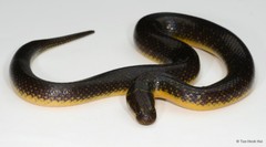 Phytolopsis punctata