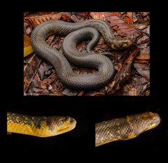 Phytolopsis punctata • © Kenneth Chin • All Rights Reserved