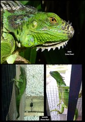 Iguana iguana