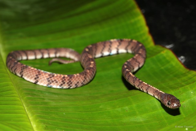 Asthenodipsas laevis • © Noel Thomas • All Rights Reserved