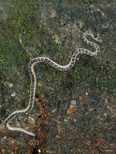 Psammodynastes pictus • © Nick Baker • All Rights Reserved